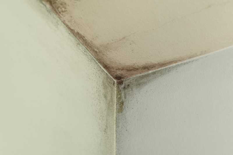 Is Mould In A Rental Property The Landlord’s Responsibility?